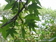 06-06-05canon_082