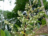 2008-07-06_09-09-32_0009