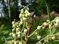 2008-07-07_09-29-12_0065