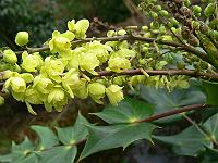 mahonia_japonica