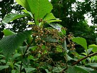 2010-07-28_08-41-04_0049