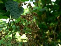 2010-07-31_11-06-07_0020
