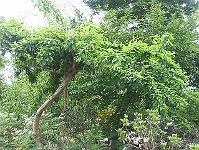 01-06-05canon_120