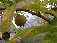 27-11-05canon_017