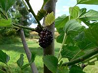 2010-08-01_09-13-19_0090