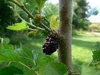 2010-08-01_09-13-31_0093
