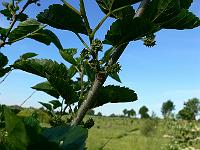 2011-06-05_07-34-30_0063