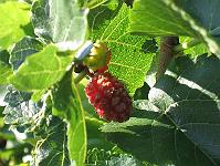 15-08-05canon_124
