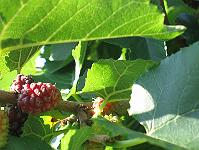 15-08-05canon_127