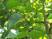 19-06-05kodak_166