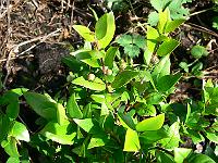 2011-07-20_08-37-18_0032