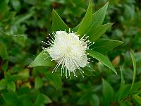 myrtus_communis