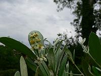 2009-07-17_17-12-19_0099
