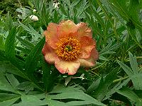04-06-2007_17-16-08_78