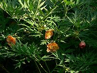 07-06-2007_18-18-22_50