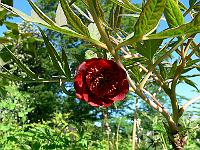 2010-06-04_07-12-30_0010