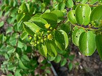 2009-07-03_08-23-12_0116
