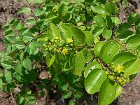 2009-07-03_10-21-35_0004