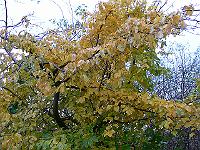 22-11-2006_09-58-06_09