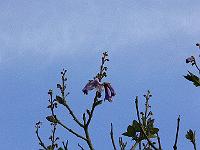 2009-05-14_07-48-06_0103