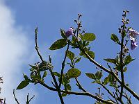2009-05-20_10-03-57_0130