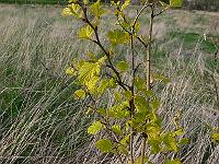 2011-04-21_17-05-12_0247