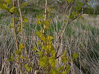 2011-04-21_17-05-37_0254