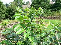 2011-07-20_09-52-36_0230