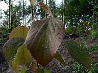 2008-09-06_08-02-52_0146