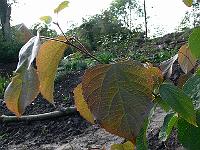 2008-09-06_08-03-18_0152