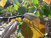 2008-09-06_08-03-28_0156