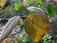 2008-09-06_08-03-35_0157