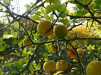 2010-11-03_09-16-09_0004