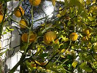 2010-11-06_10-38-34_0087