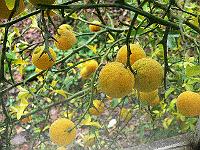 2010-11-10_15-06-43_0034