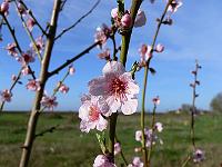 prunus-amygdalis-mandel