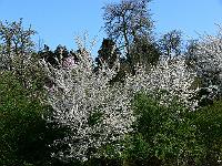 2009-04-21_09-15-57_0091