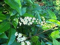 25-06-05kodak_235