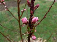 2009-04-13_07-56-46_0142