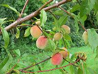 2011-07-25_08-32-31_0059