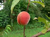 2011-07-25_08-32-39_0062