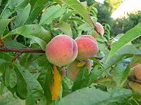 2011-07-27_18-03-44_0047