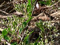 2008-05-29_07-12-06_0107