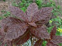 2009-06-11_09-38-02_0122