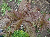 2009-06-19_10-51-16_0064