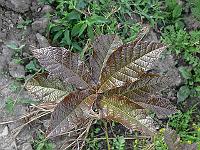 2009-06-20_17-07-04_0065