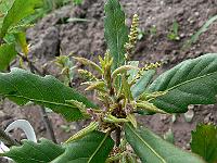 2008-05-15_08-12-18_0055