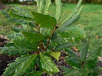 2008-10-27_09-48-20_0146