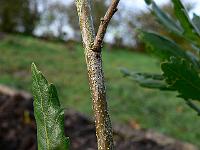 2008-10-27_09-48-42_0149