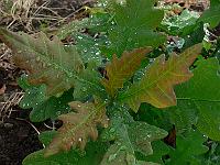 2010-07-12_08-33-51_0218